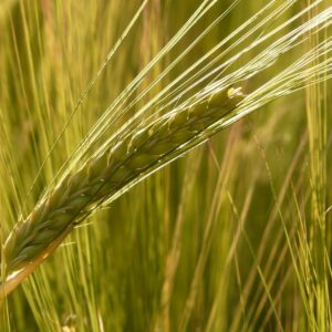barley-field-8230_960_720